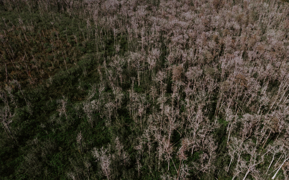 young trees encroaching on old, dead trees