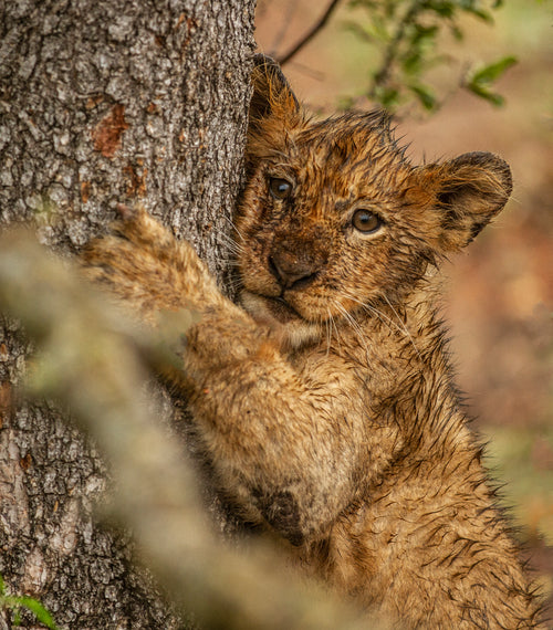 young wild cat hugs the side of a tree