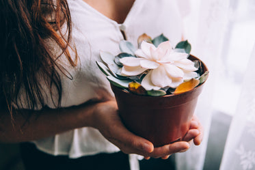 young woman holds potted flower