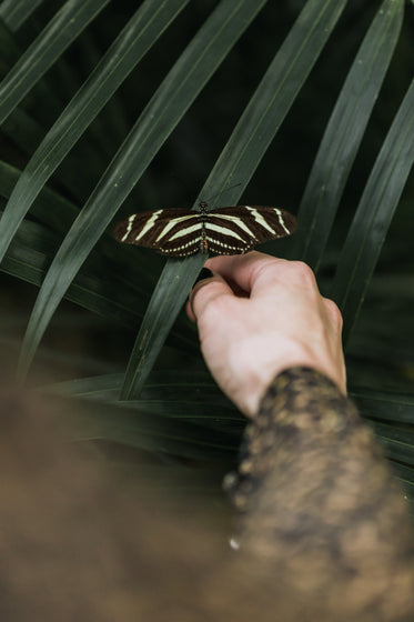 young woman interacts with striped butterfly