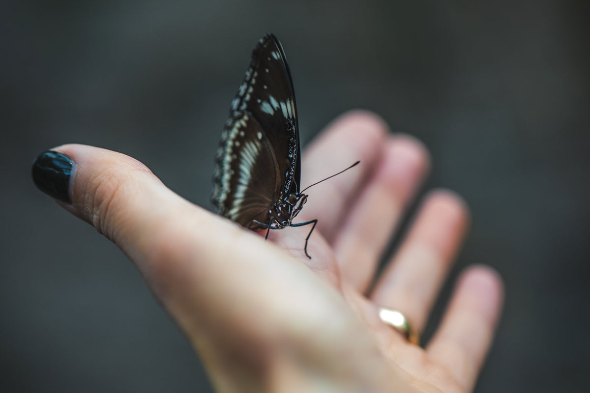 young woman provides a helping hand to butterfly