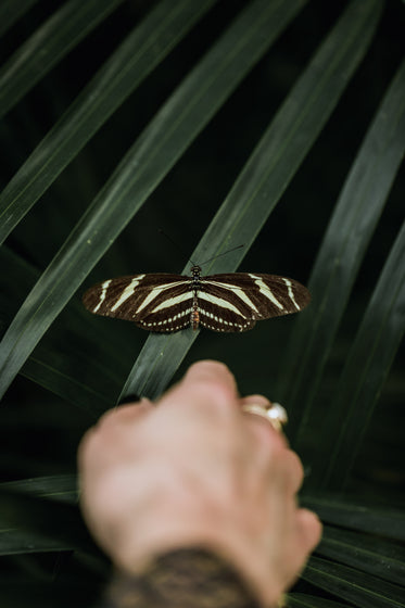 young woman's hand reaches out to butterfly