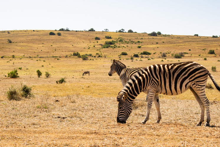 zebras-grazing-together-in-the-desert.jpg?width=746&format=pjpg&exif=0&iptc=0