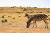 zebras grazing together in the desert