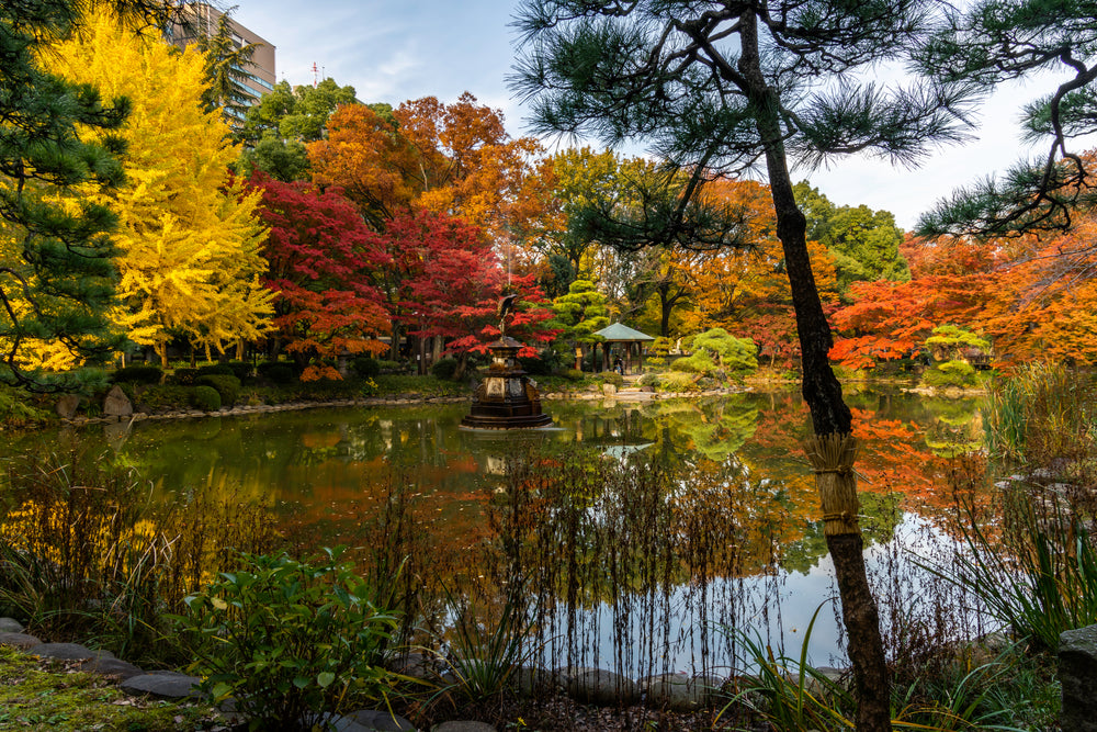 zen garden with autumn colors